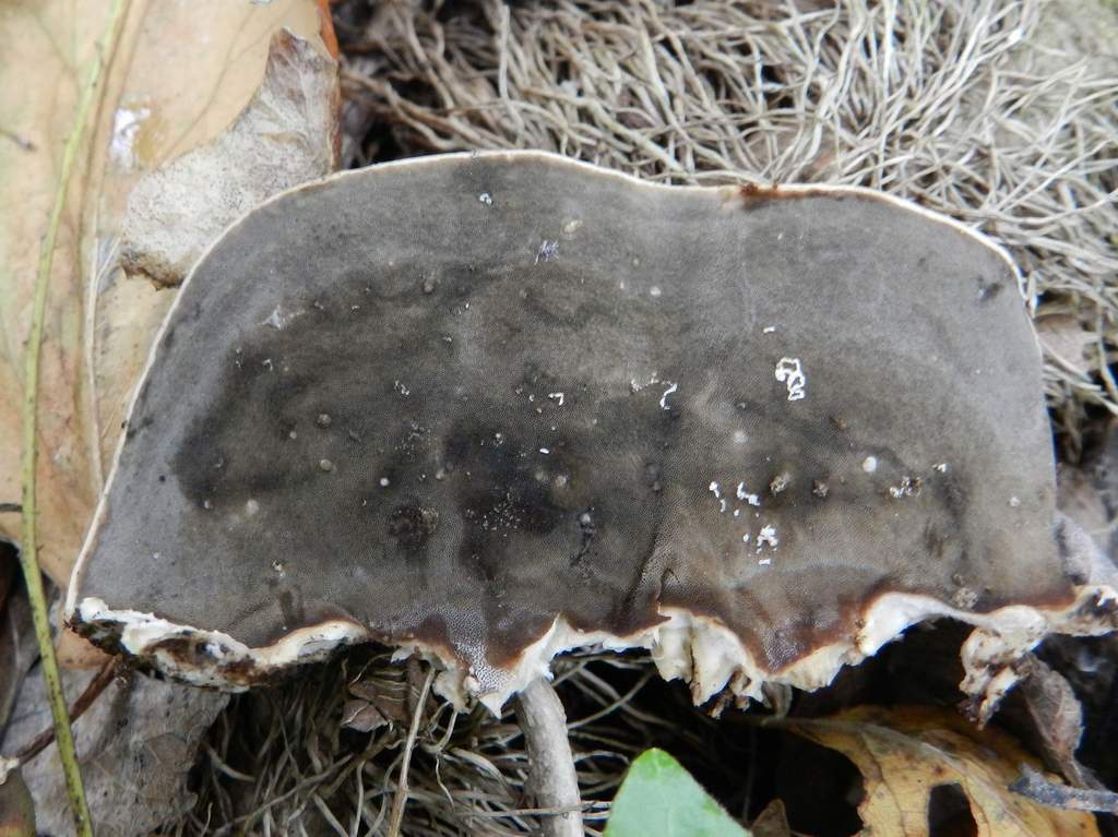 Acrotylus patruelis... (Bjerkandera adusta)